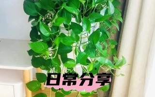 春天绿萝怎么养（绿箩春天怎么浇水）