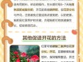 红掌不开花是什么原因（红掌不开花了怎么回事）