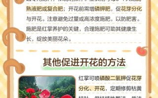 红掌不开花是什么原因（红掌不开花了怎么回事）