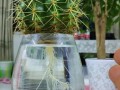水培瓶里放条鱼（水培植物里养鱼还可以放营养液吗）