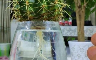 水培瓶里放条鱼（水培植物里养鱼还可以放营养液吗）