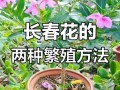 四季梅怎么扦插（四季梅插枝能活吗）