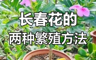 四季梅怎么扦插（四季梅插枝能活吗）