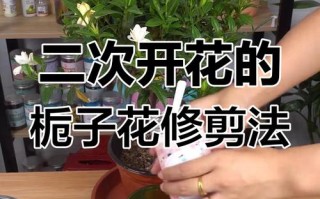 栀子花的修剪方法（栀子花的修剪方法和注意事项）