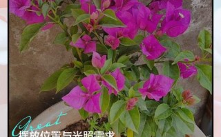 三角梅的养殖方法和注意事项（刚种的三角梅的养殖方法和注意事项）