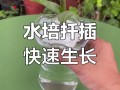 怎么让金钱树快长新芽（怎样才让金钱树多长芽）