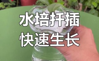 怎么让金钱树快长新芽（怎样才让金钱树多长芽）