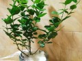 茉莉长寿爆盆10年（茉莉老桩寿命）