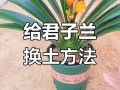 君子兰怎么修根（君子兰怎么修根换土）