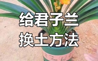 君子兰怎么修根（君子兰怎么修根换土）