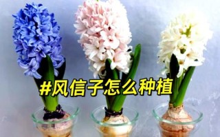 风信子水培怎么改土培（风信子土培改水培怎么养）