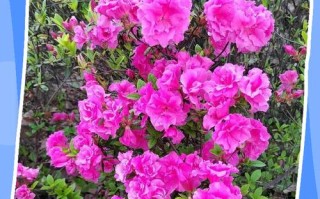 杜鹃花的养殖方法和注意事项（杜鹃花的养殖方法和注意事项 盆栽）