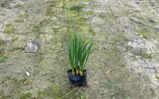 紫娇花种子怎么种（紫娇花花期）