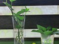 绿萝水培好还是土培好（绿萝水培好还是土培好繁殖快）