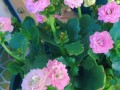 这花入秋就变开花机器（秋天开花的说说唯美的句子）