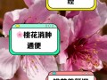 桃花怎么施肥（桃花需要施肥吗）