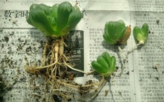 玉露种子怎么种（玉露种子怎么种植视频）