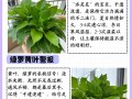 大叶绿萝多久浇一次水（大叶绿萝什么时候换盆）