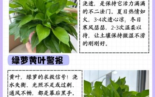 大叶绿萝多久浇一次水（大叶绿萝什么时候换盆）