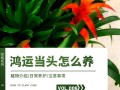 鸿运当头怎么移栽（鸿运当头移栽视频教程）