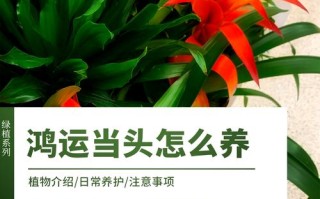 鸿运当头怎么移栽（鸿运当头移栽视频教程）
