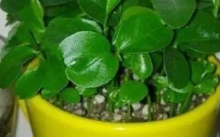 吃剩的水果不要扔（吃剩的水果可以直接放花盆里吗）