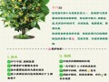桂花如何修剪开花多（桂花怎么修剪枝叶及修剪时间）