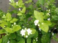 茉莉花冬季室内能开花吗（茉莉花冬天需要移到室内吗）
