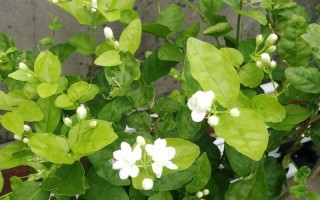 茉莉花冬季室内能开花吗（茉莉花冬天需要移到室内吗）