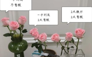 秋天给“月季”换个盆（夏天给月季换盆）
