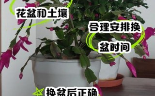 蟹爪兰几月换盆好（蟹爪兰什么时候换盆换土好）