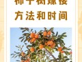 柿子树嫁接时间和方法（北方柿子树嫁接时间和方法）