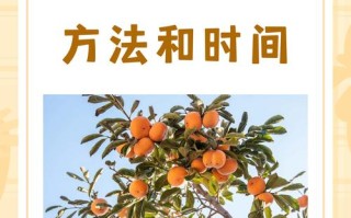 柿子树嫁接时间和方法（北方柿子树嫁接时间和方法）