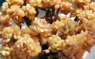 蜡牡丹多肉怎么养能红（蜡牡丹多肉是贵货吗）