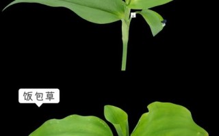 饭包草与鸭拓草的区别（饭包草与鸭跖草的功效与作用）