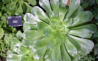 常用植物知识普及（常见植物的资料）