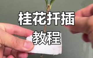 水插桂花生根的方法（桂花扦插水培怎么插）