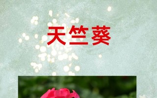 天竺葵小苗的费用（天竺葵苗多少钱一株）
