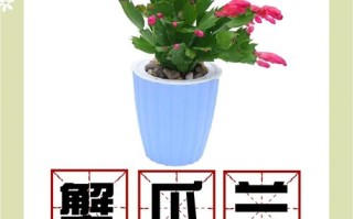蟹爪兰夏天怎么养（蟹爪兰夏天怎么养修剪方法）