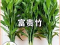 开运竹怎么养（开运竹怎么养才好）