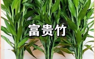 开运竹怎么养（开运竹怎么养才好）
