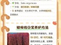 棉花柳怎么养（棉花柳有什么用）
