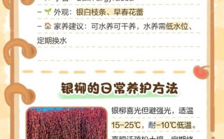 棉花柳怎么养（棉花柳有什么用）