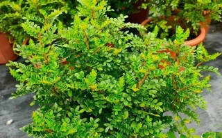 清香木用什么土养好（清香木要用什么土）