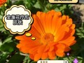 给花吃点美容药（给花吃点美容药可以吗）
