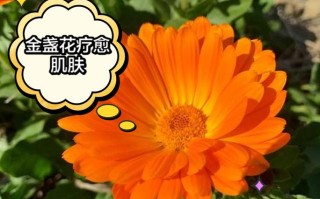 给花吃点美容药（给花吃点美容药可以吗）