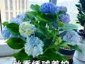 绣球花秋天怎么养（绣球花秋天养护）