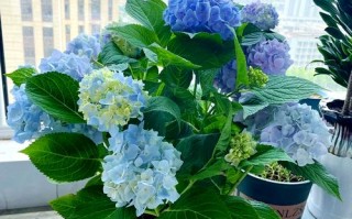 绣球花秋天怎么养（绣球花秋天养护）