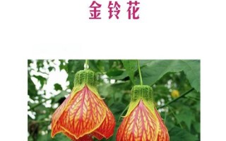 金铃花怎么修剪（金铃花修剪成型图）