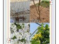 樱桃怎么种植（樱桃怎么种植才甜）